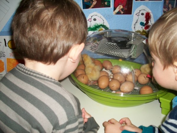 Chick Hatching